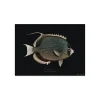 Set De Table Rectangle Poisson Mystery En Vinyle - 33 X 45 Cm - Noir-Pôdevache Discount