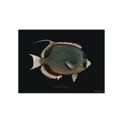 Set De Table Rectangle Poisson Mystery En Vinyle - 33 X 45 Cm - Noir-Pôdevache Discount