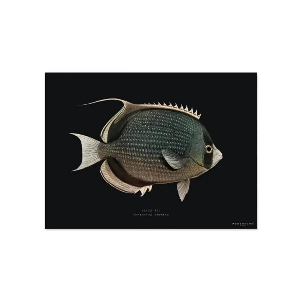 Set De Table Rectangle Poisson Mystery En Vinyle - 33 X 45 Cm - Noir-Pôdevache Discount