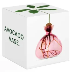 Vase En Verre Pour Avocat-Ilex Studio New