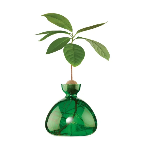 Vase En Verre Pour Avocat-Ilex Studio New