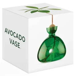 Vase En Verre Pour Avocat-Ilex Studio New