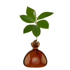 Vase En Verre Pour Avocat-Ilex Studio New